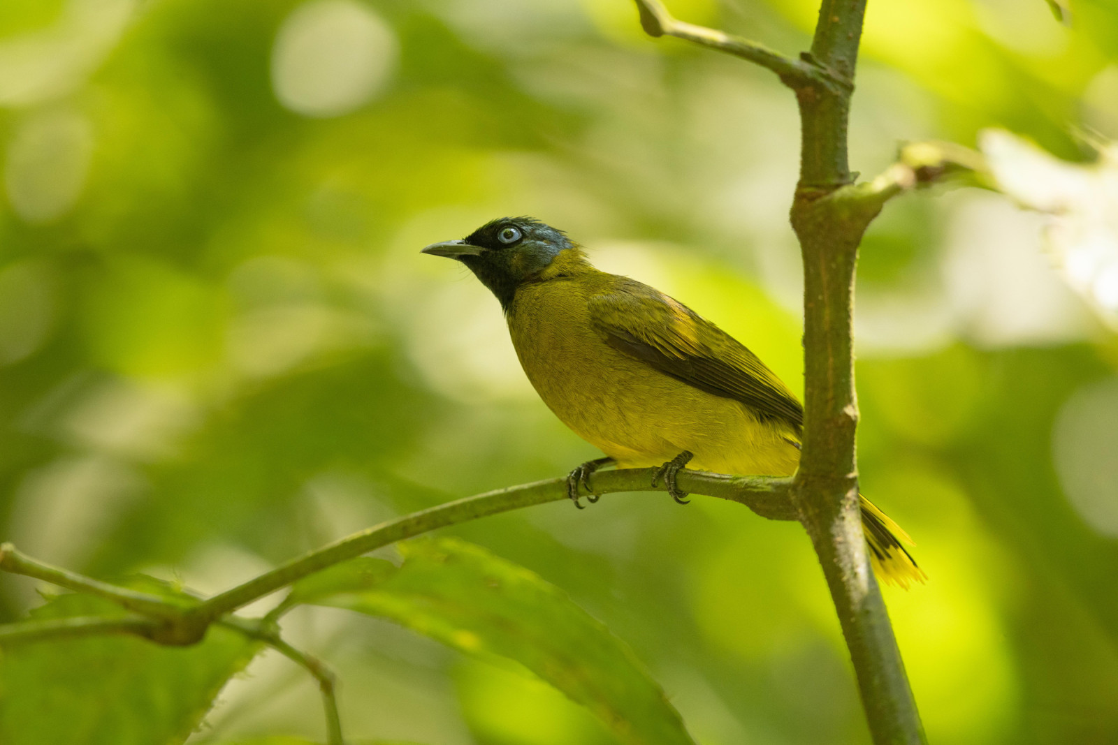 image Black-headed Bulbul
